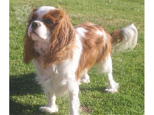 PoulaTo: Καυκασου καθαροαιμο κουταβακι